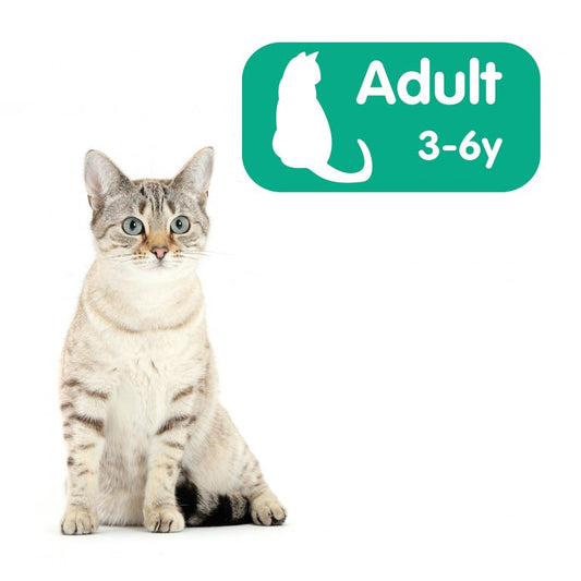 Cuidado del gato adulto