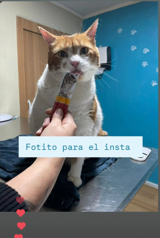 SNACK GATO (6 UNIDADES)